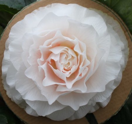 B. ‘Snowbird’